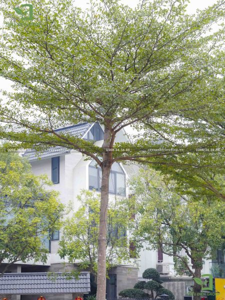 Cây bàng đài loan trồng trong nhà