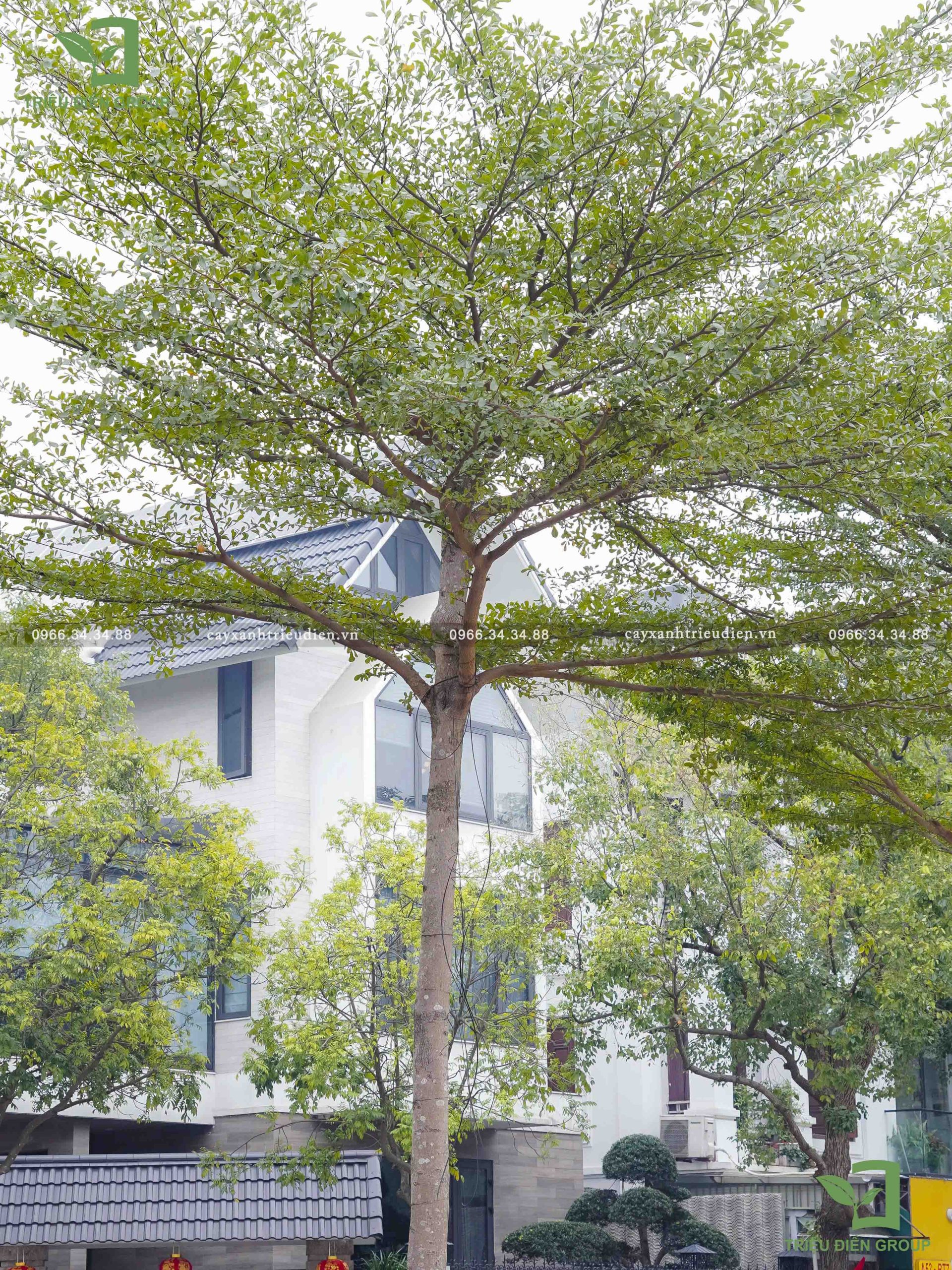 Giá cây bàng Đài Loan