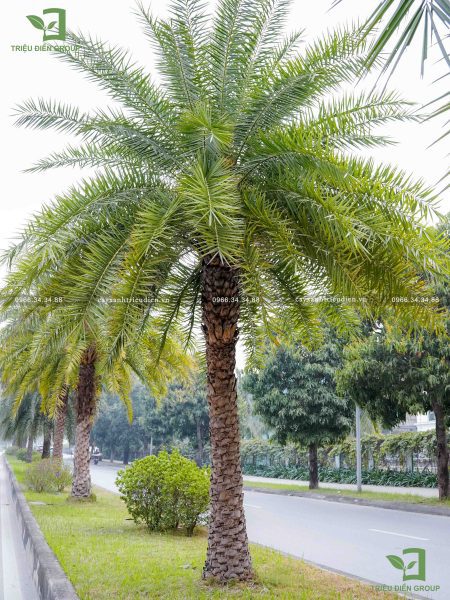cây chà là kiểng​