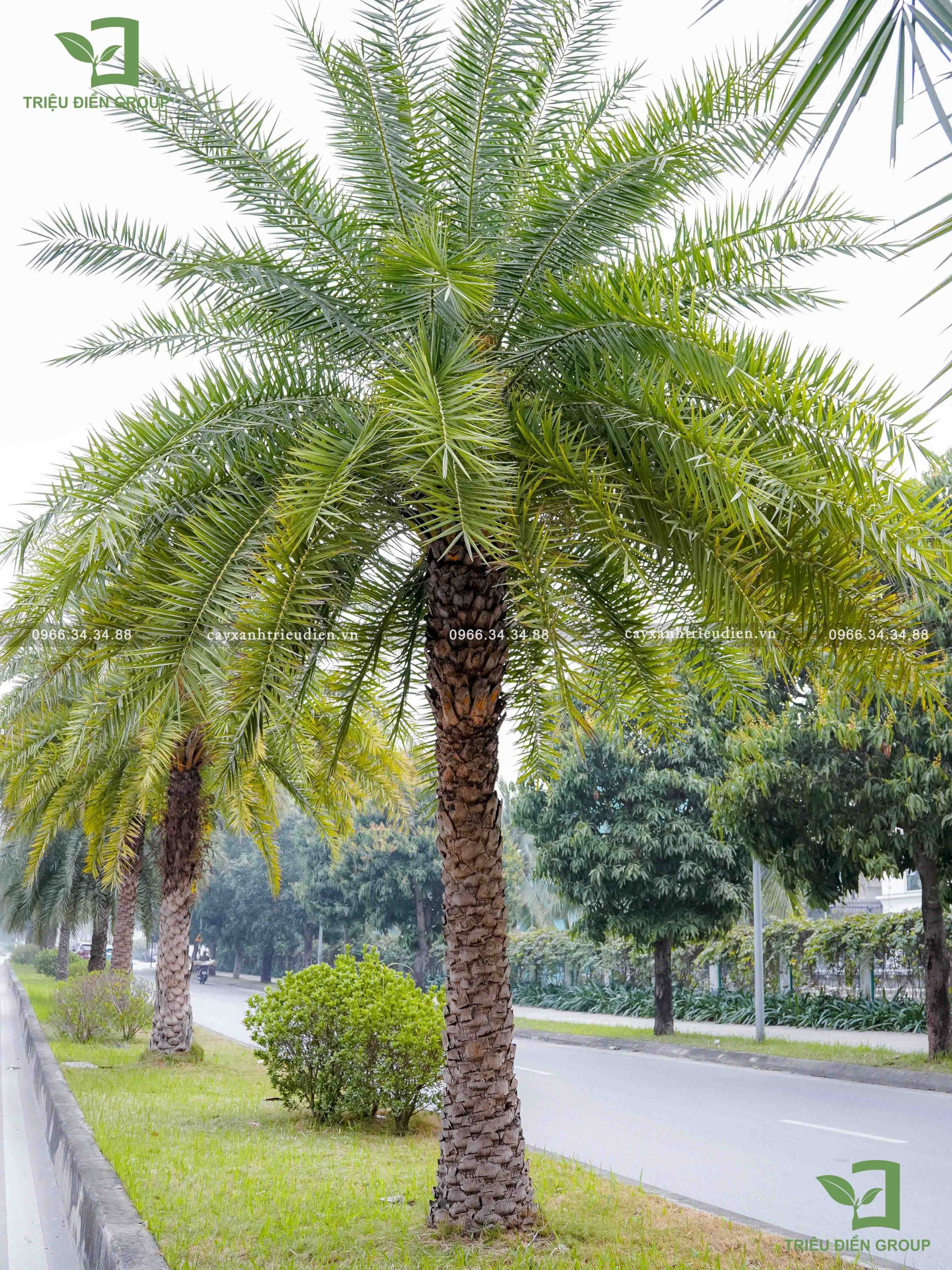 Cây chà là kiểng​