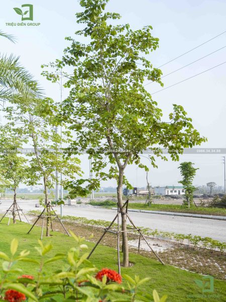 Các loại cây công trình