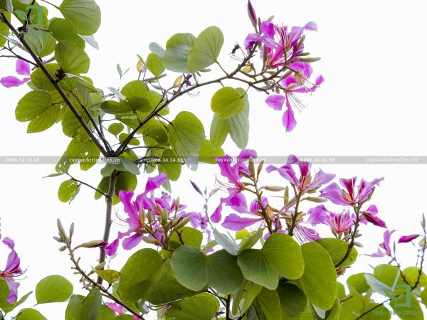 Cây hoa ban giá bao nhiêu
