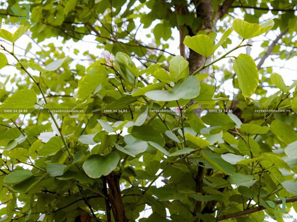 Cây hoa Ban giá bao nhiêu​