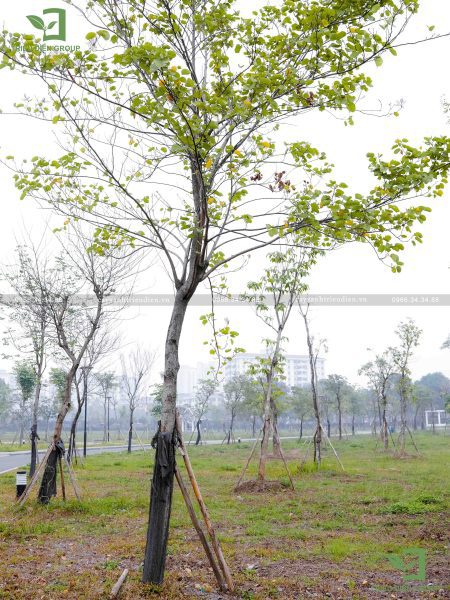 Cây trồng vỉa hè đô thị​