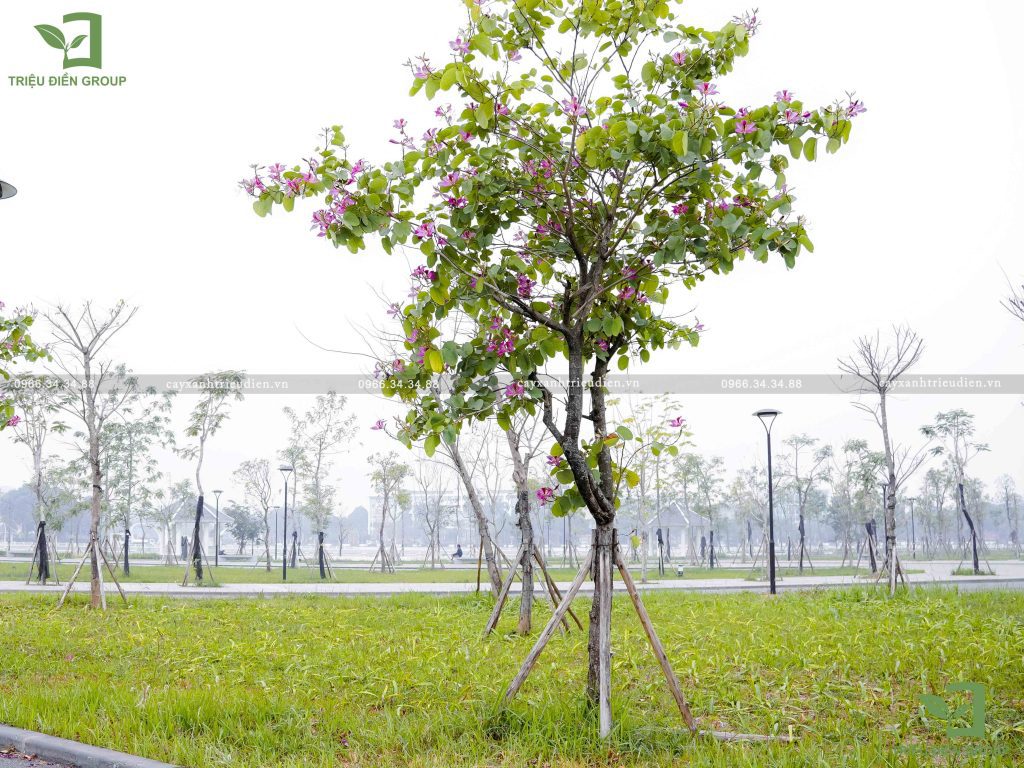cây hoa ban tím