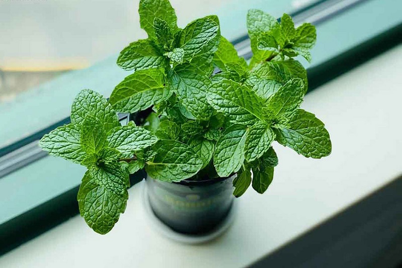 Cây trồng trong nhà đuổi muỗi​