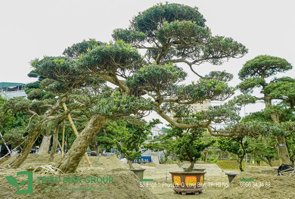 cây tùng la hán dáng trực