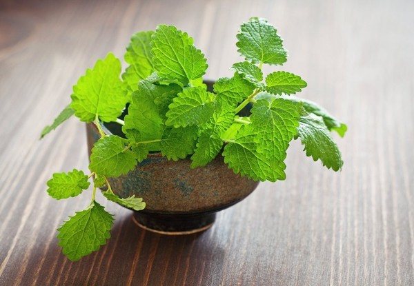 Cây trồng trong nhà đuổi muỗi​