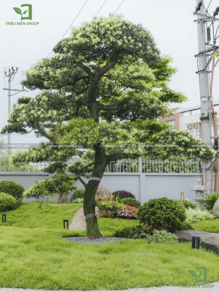 Bán cây xanh công trình​