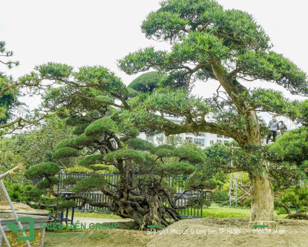 Báo giá cây xanh đô thị​