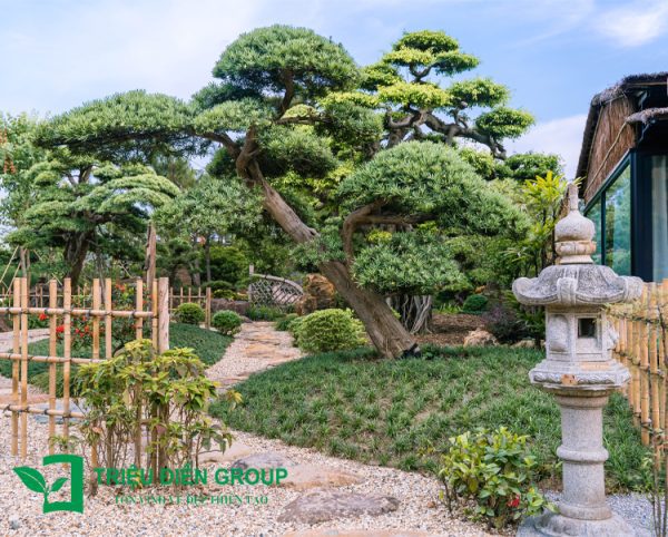 Cây cảnh trồng sân vườn