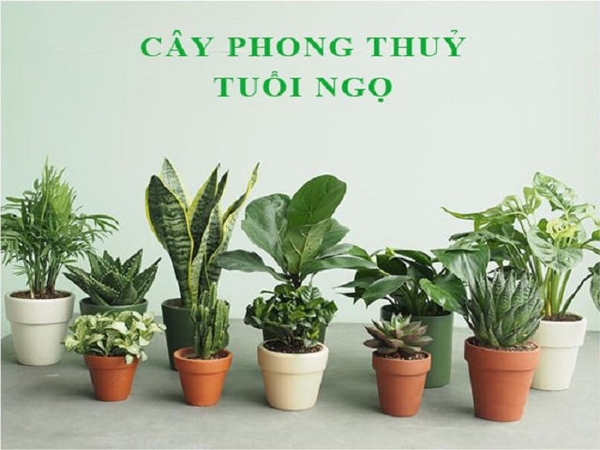 Cây hợp phong thủy cho 12 con giáp​