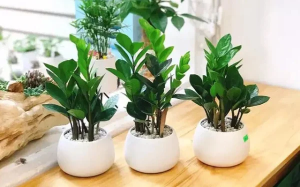 Cây hợp phong thủy cho 12 con giáp​