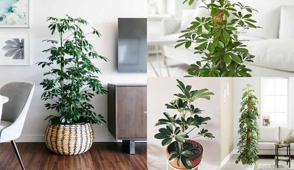 Cây trồng trong nhà đuổi muỗi​
