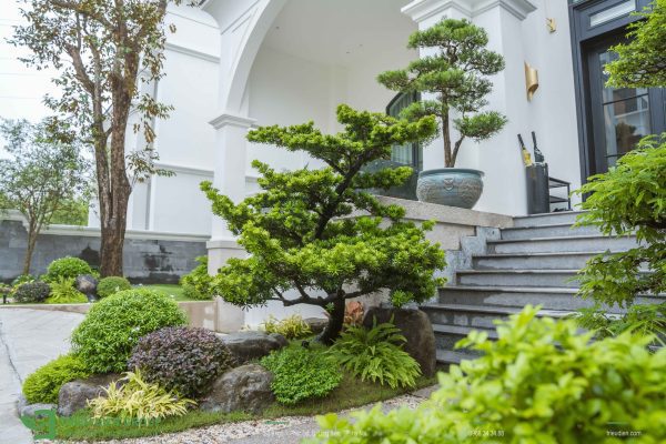 Cây tiểu cảnh sân vườn​