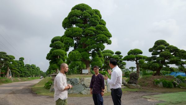 bán cây thông đen Nhật Bản