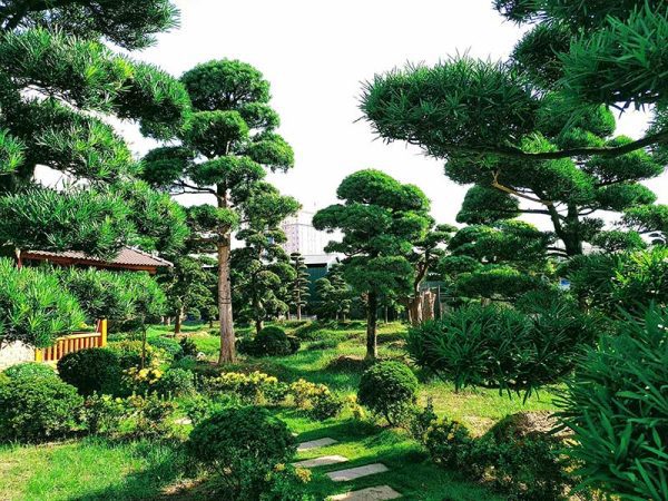 Bảng báo giá cây xanh