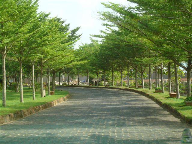 Vì sao nên trồng cây xanh đô thị