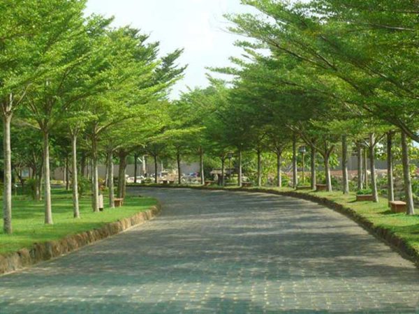 bán cây bàng đài loan