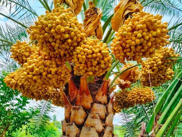 Cây chà là Trung Đông