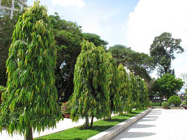 Giá cây cảnh sân vườn
