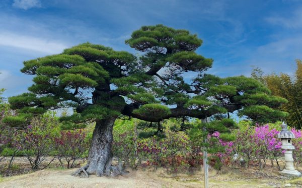bán cây thông đen Nhật Bản