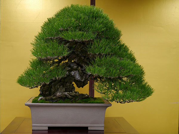 Cây thông đen Nhật Bản