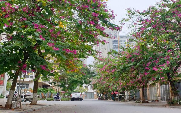 Cây hoa ban đỏ​