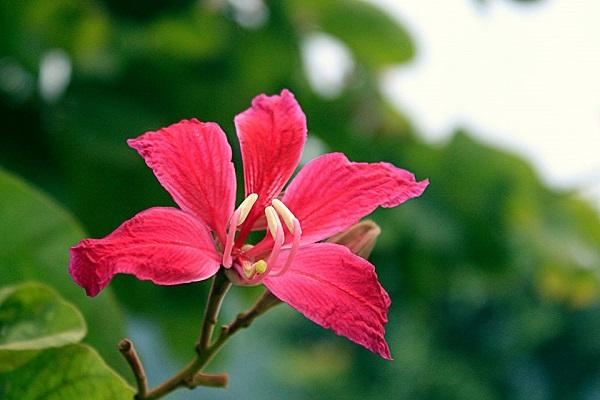 Cây hoa ban đỏ​