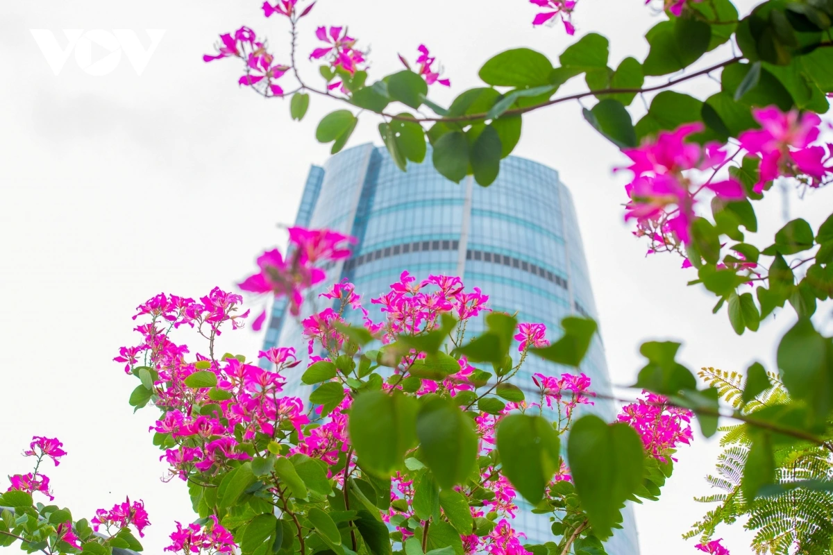 Cây hoa ban tím​