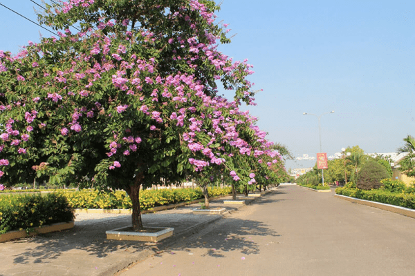 giá cây hoa ban đỏ​