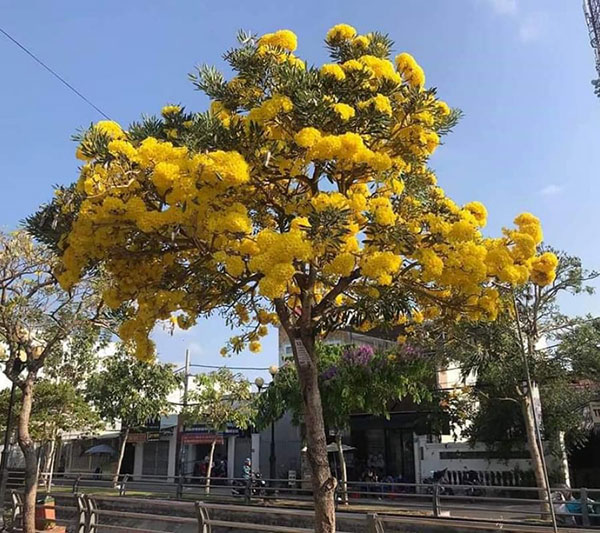 Nguyên tắc trồng cây đường phố