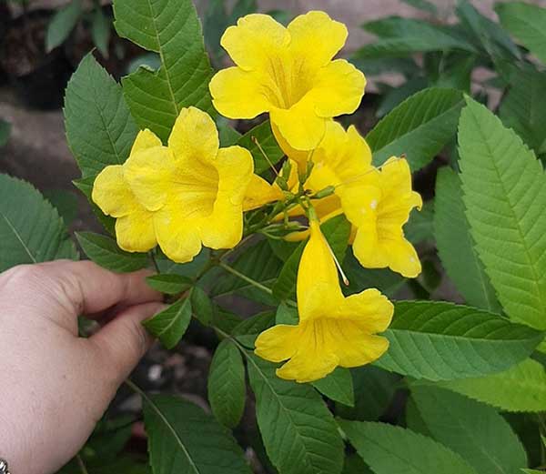 Cây hoa chuông vàng​