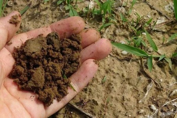Đất kiềm là đất có ph là bao nhiêu​