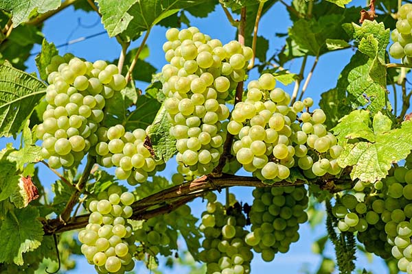 Đất kiềm là đất có pH là bao nhiêu​