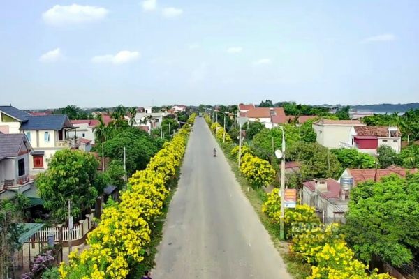  cây hoa chuông vàng​