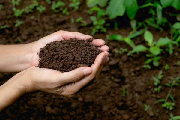Phân có tác dụng cải tạo đất​