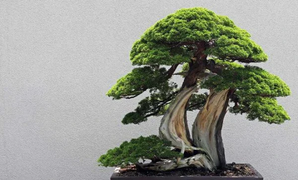 Cây tùng la hán hợp mệnh gì​