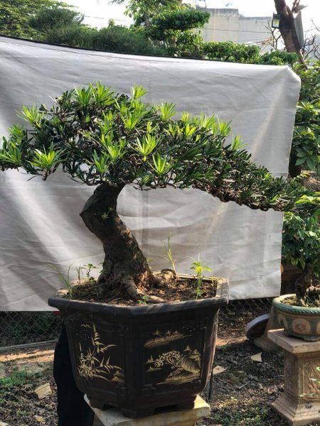 Cây tùng la hán hợp mệnh gì​