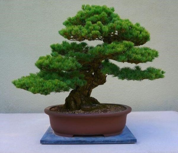 Cây tùng la hán hợp mệnh gì​