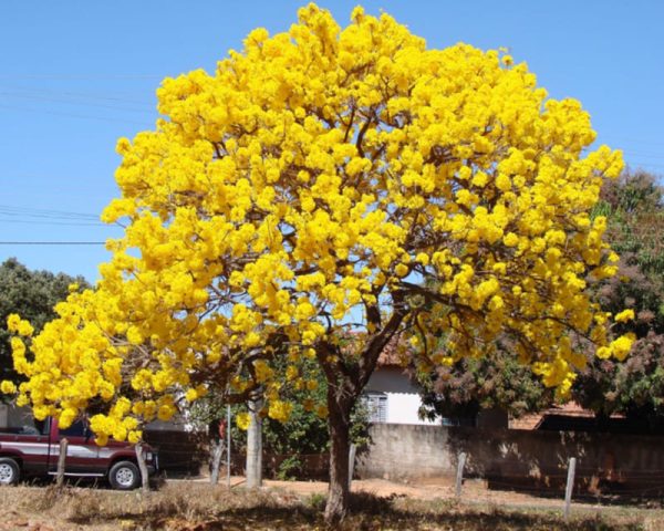  cây hoa chuông vàng​