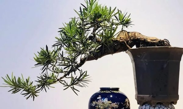 Cách chăm sóc cây tùng la hán​