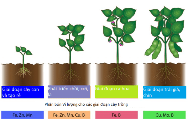 Phân bón có tác dụng gì