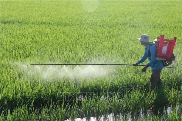 Cách sử dụng phân bón hữu cơ​