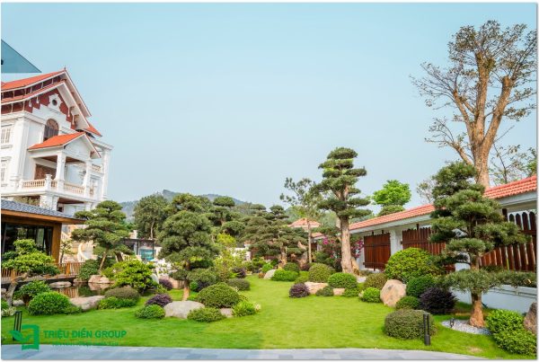 Cây cảnh trồng sân vườn