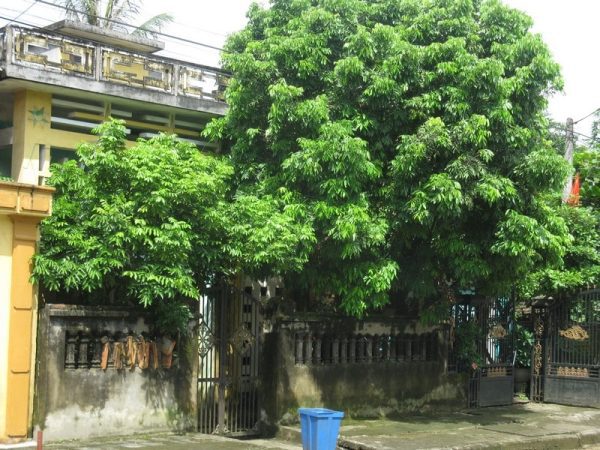 trồng cây sanh trước nhà có tốt không