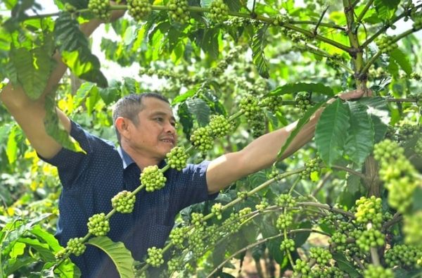 Phân có tác dụng cải tạo đất​