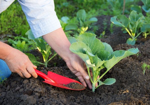 Cách sử dụng phân bón hữu cơ​