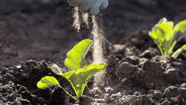 Phân bón có tác dụng gì