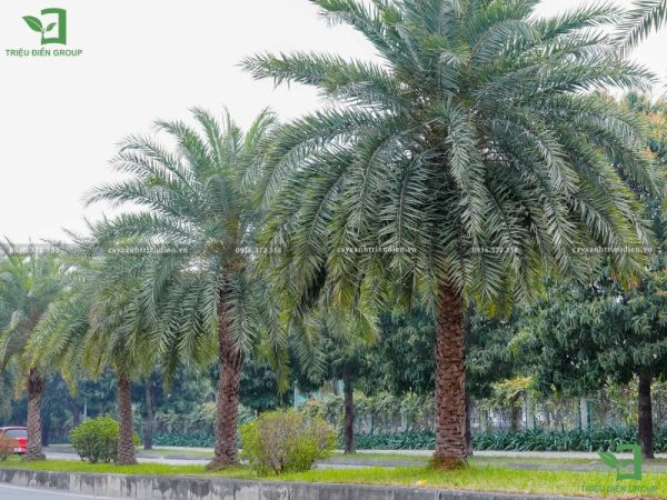 Giá cây chà là​